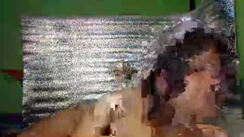 jasmine online show from February 24, 8:18 am