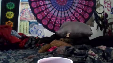 Gardenia online show from April 23, 9:28 am