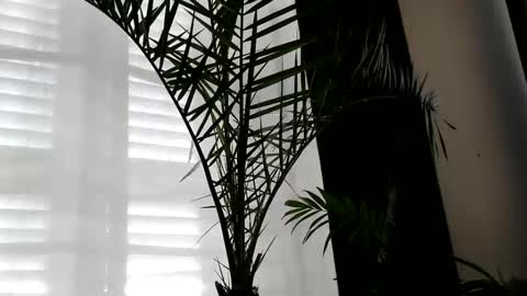 patricia online show from October 2, 7:09 am