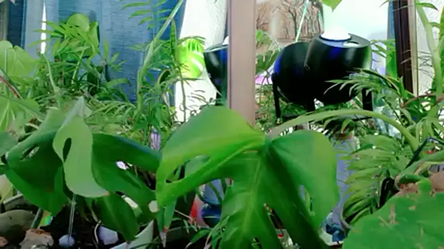 NinasNylonz online show from April 27, 11:47 pm